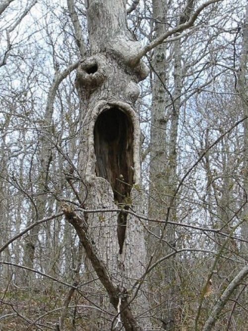 Acid Picdump (115 pics)
