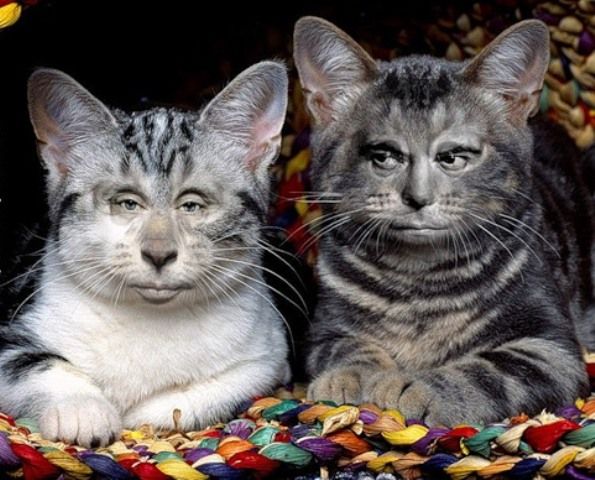 Acid Picdump (115 pics)