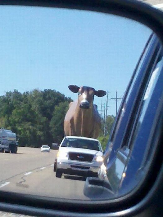 Acid Picdump (115 pics)