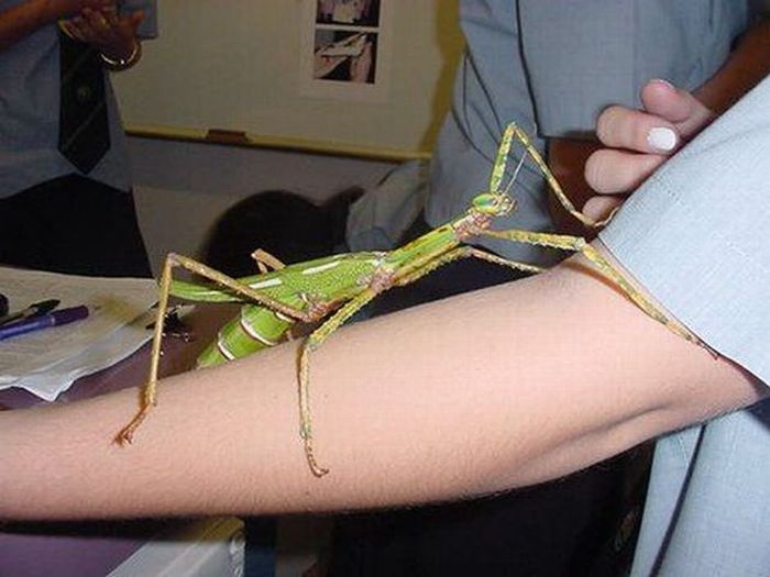 Acid Picdump (115 pics)