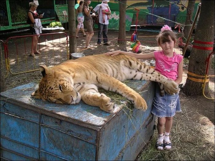Acid Picdump (115 pics)