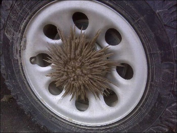 Acid Picdump (115 pics)