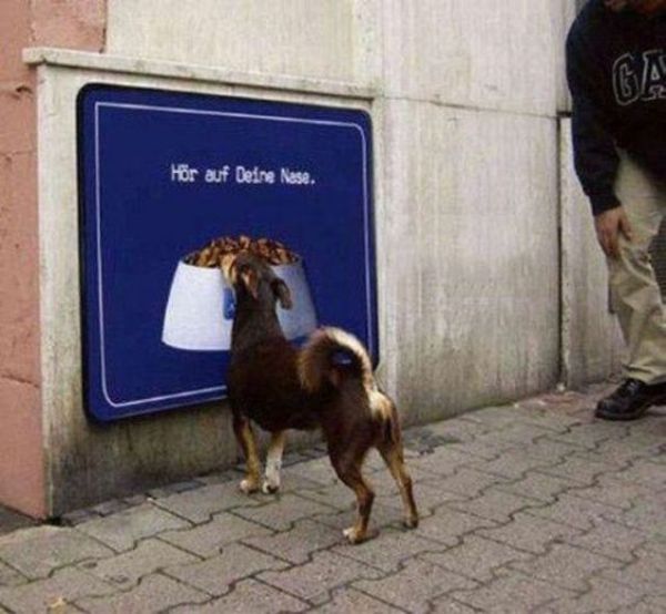 Dog Fails (33 pics)