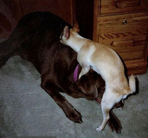 Dog Fails (33 pics)