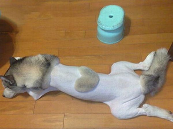 Dog Fails (33 pics)