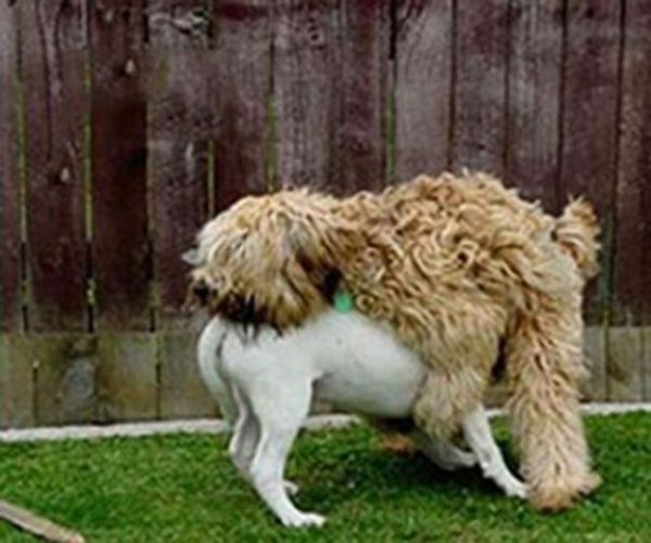 Dog Fails (33 pics)