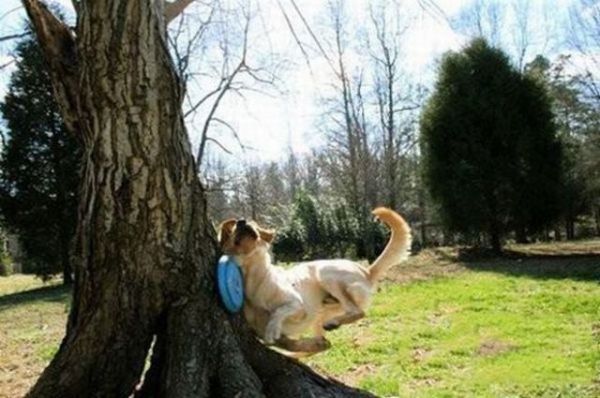 Dog Fails (33 pics)