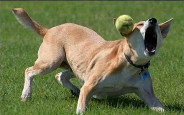 Dog Fails (33 pics)