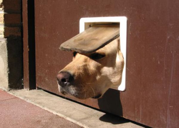 Dog Fails (33 pics)