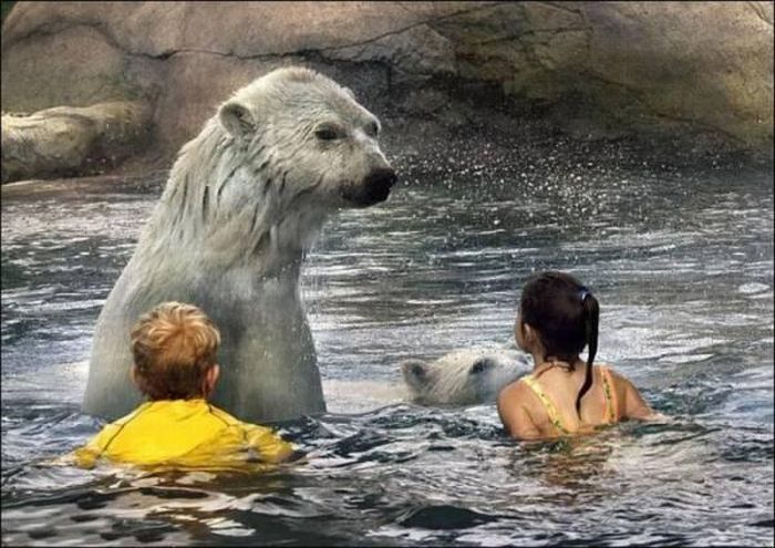 Kids Swimming with Polar Bears (6 pics)