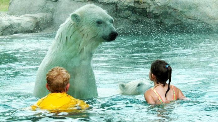 Kids Swimming with Polar Bears (6 pics)