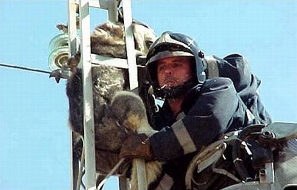 Dog Rescue Operation (6 pics)