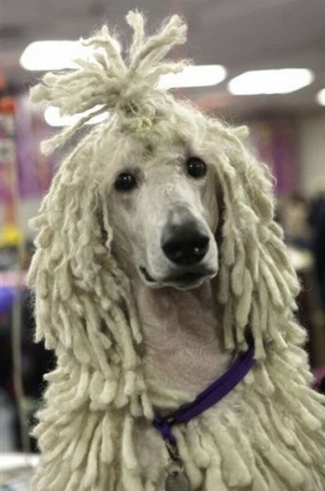 Backstage At The 135th Annual Westminster Dog Show (30 pics)