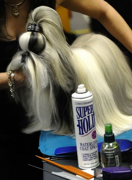 Backstage At The 135th Annual Westminster Dog Show (30 pics)