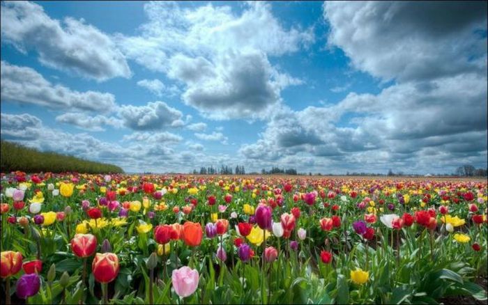 Beautiful Tulip Fields (32 pics)