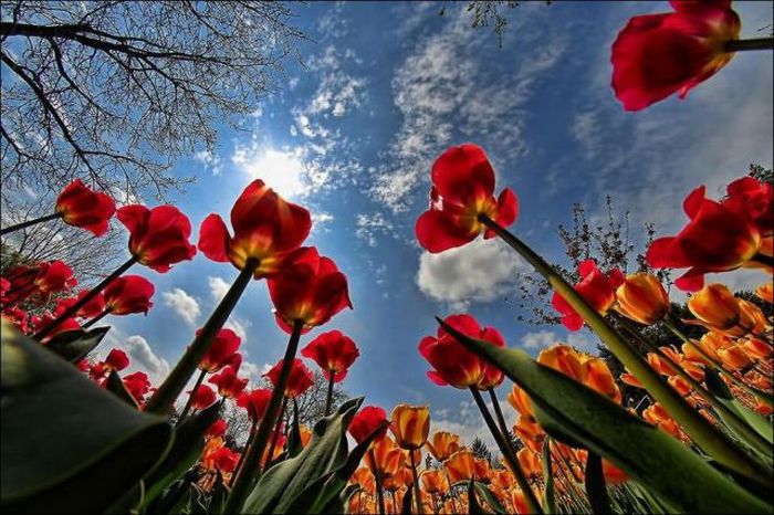 Beautiful Tulip Fields (32 pics)