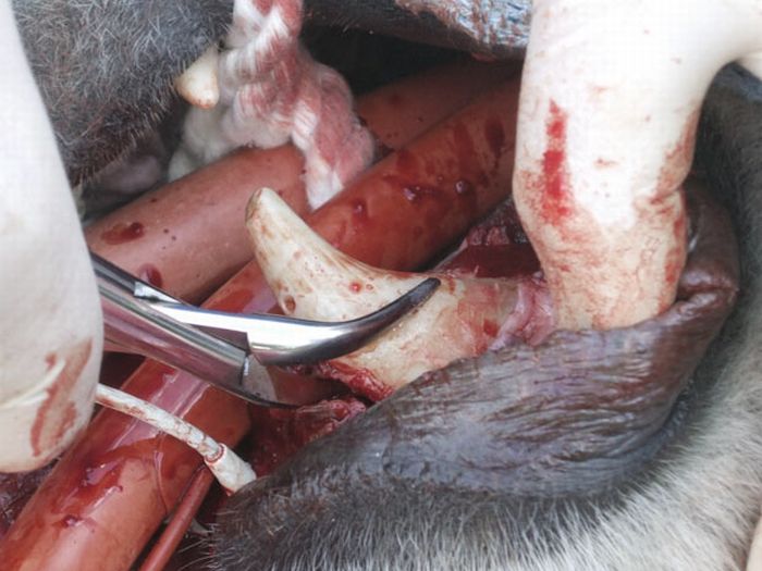 Animals at the Dentist (14 pics)