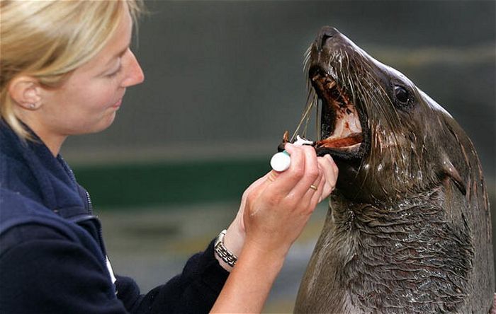 Animals at the Dentist (14 pics)