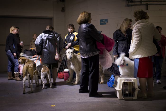 One Poodle’s Westminster Journey, With Entourage (12 pics)