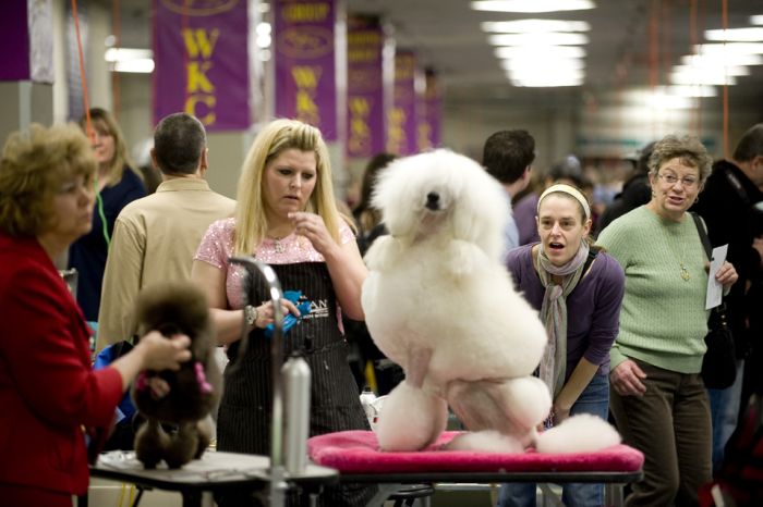 One Poodle’s Westminster Journey, With Entourage (12 pics)
