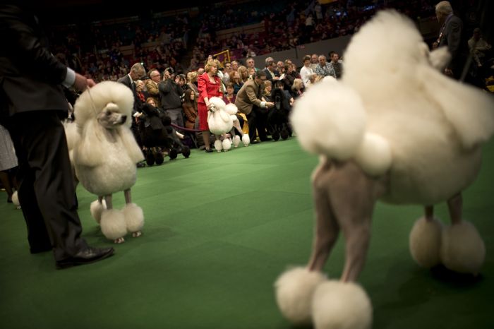 One Poodle’s Westminster Journey, With Entourage (12 pics)