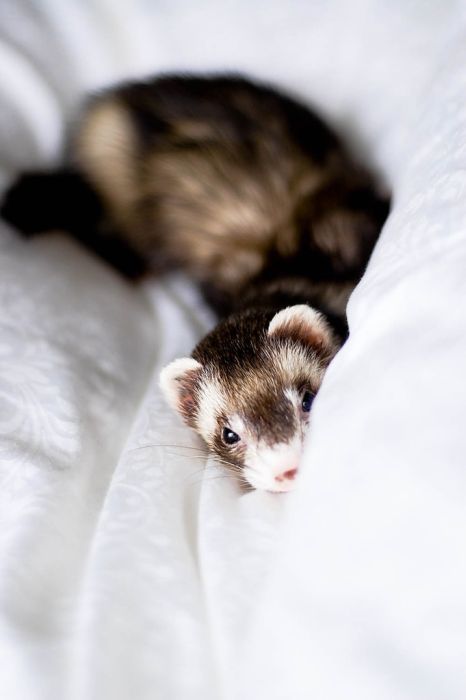 Cute Pictures of Ferrets (17 pics)