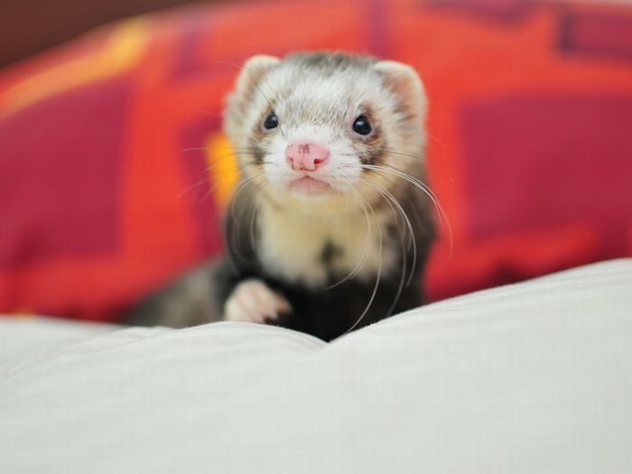 Cute Pictures of Ferrets (17 pics)