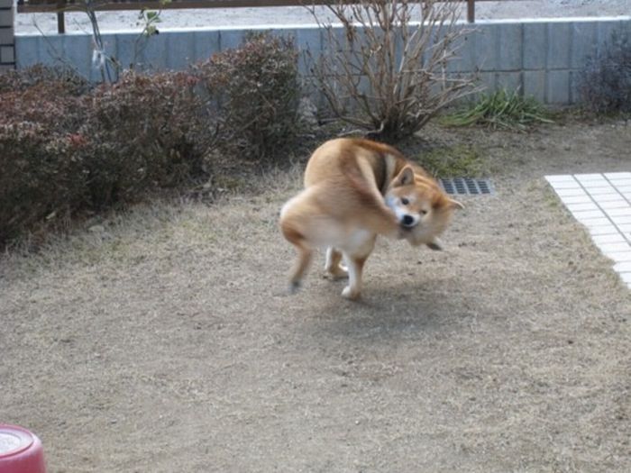 Acid Picdump (108 pics)