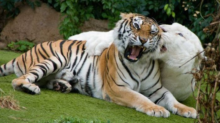 Acid Picdump (108 pics)