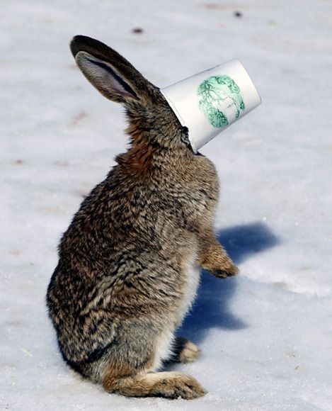 Acid Picdump (108 pics)