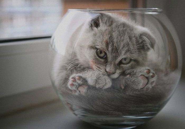 Acid Picdump (108 pics)