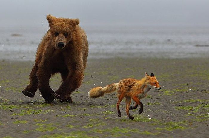Acid Picdump (108 pics)