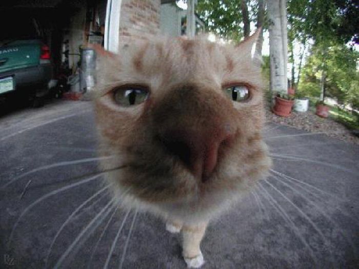 Acid Picdump (108 pics)