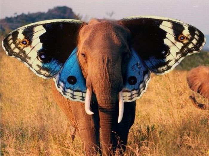Acid Picdump (108 pics)