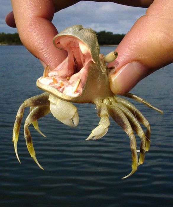 Acid Picdump (108 pics)