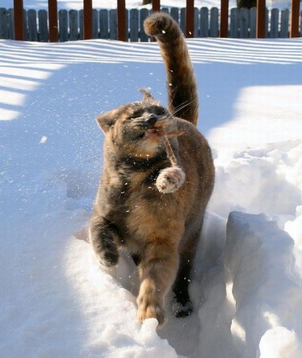 Acid Picdump (108 pics)