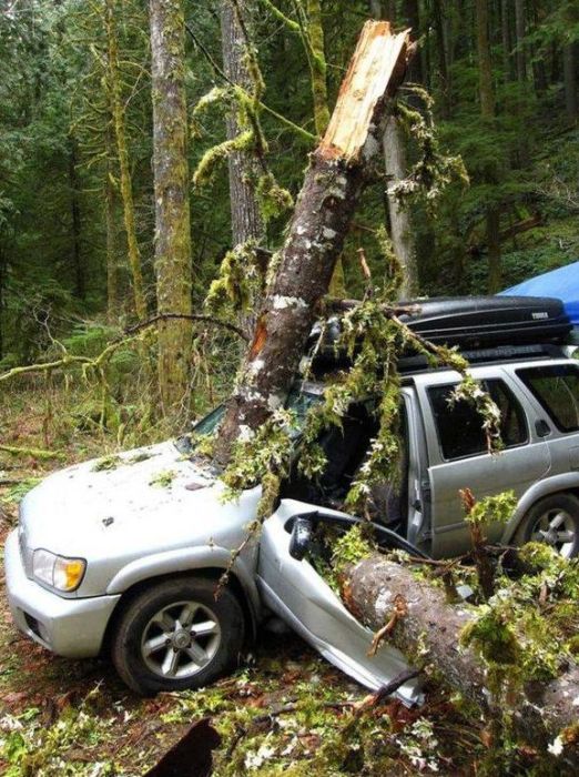 Be Careful When You Go Camping in the Woods (5 pics)