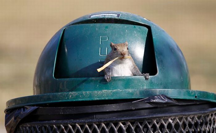 Squirrel Raids Park Trash Can (7 pics)