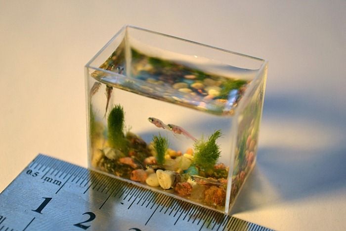 World’s Smallest Aquarium (6 pics)