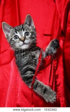 Kittens in Pockets (22 pics)