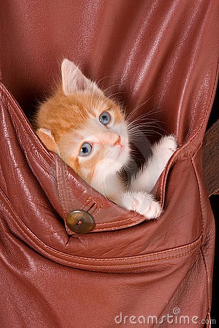 Kittens in Pockets (22 pics)