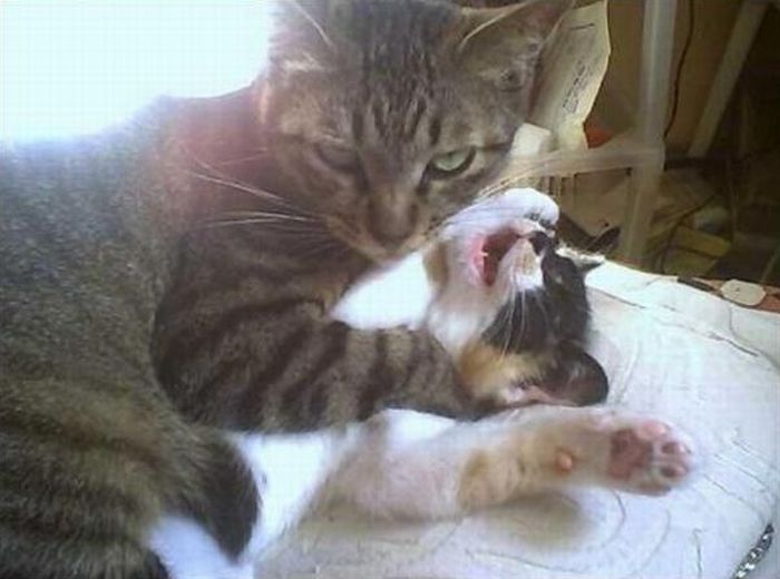 Angry Cats (17 pics)