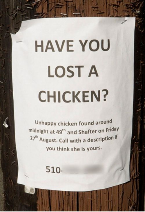 Funniest Lost & Found Pet Signs (12 pics)