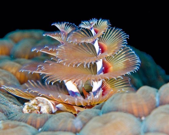 Beautiful Sea Creatures (38 pics)