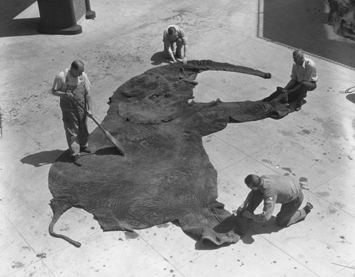 Acid Picdump (99 pics)