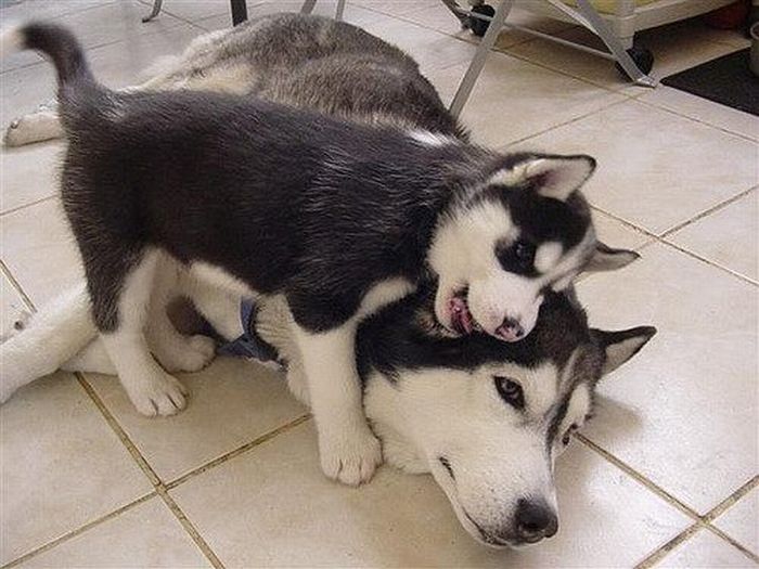 Acid Picdump (99 pics)