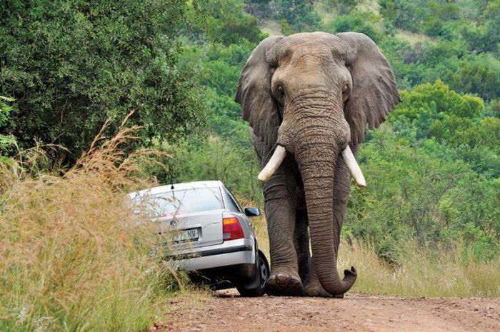 Never Overtake an Elephant (7 pics)