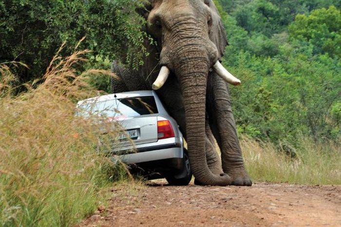 Never Overtake an Elephant (7 pics)