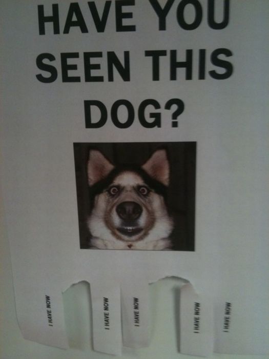 The Funniest Street Fliers (32 pics)