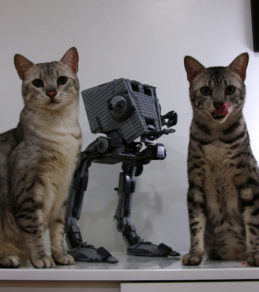 Star Wars Cats (28 pics)